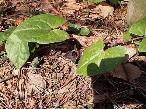 コシノカンアオイ