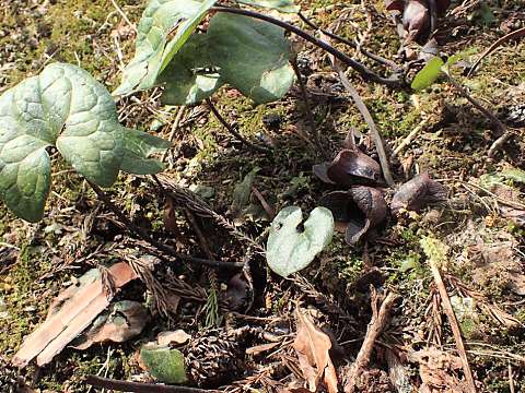 コシノカンアオイ