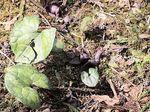 コシノカンアオイ