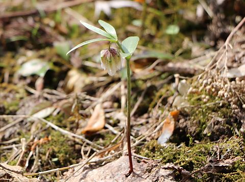 �R�V�m�R�o�C��