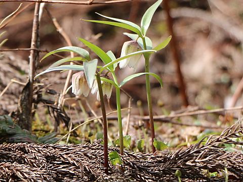 �R�V�m�R�o�C��