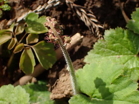 コシノチャルメロソウ