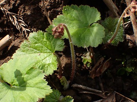 コシノチャルメロソウ