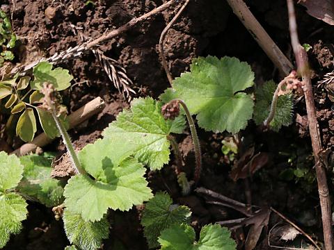 コシノチャルメロソウ