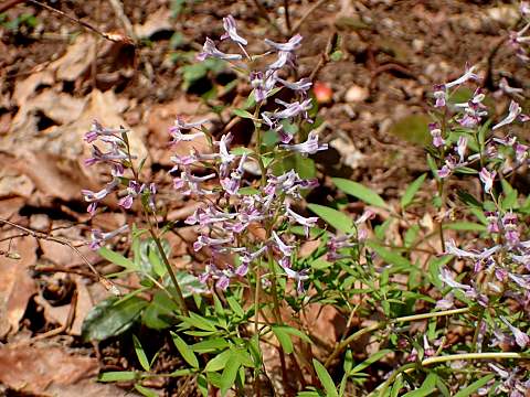 ミチノクエンゴサク