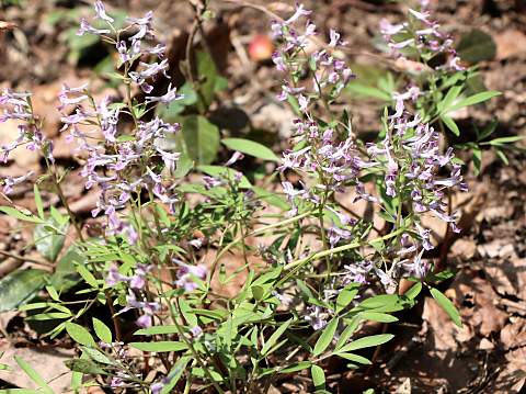 ミチノクエンゴサク