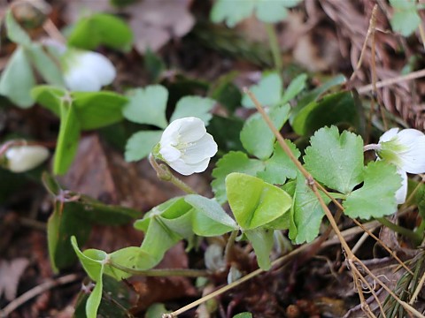 ミヤマカタバミ
