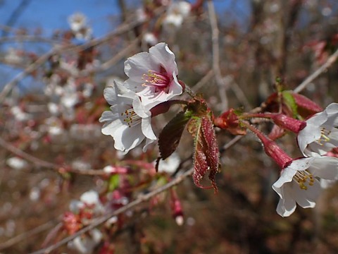 オクチョウジザクララ