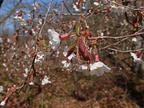 オクチョウジザクラ