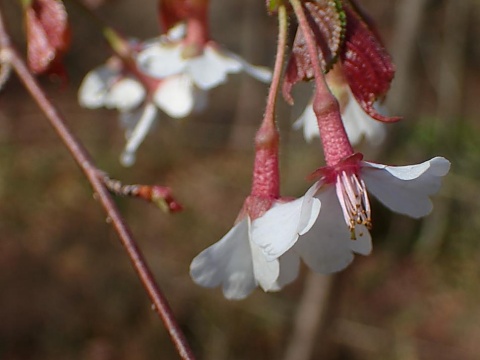 オクチョウジザクラ