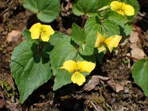 オオバキスミレ