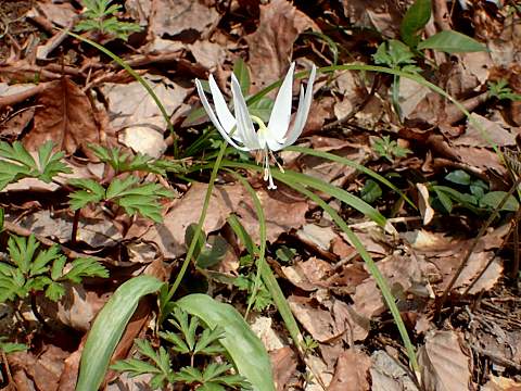 シロバナカタクリ