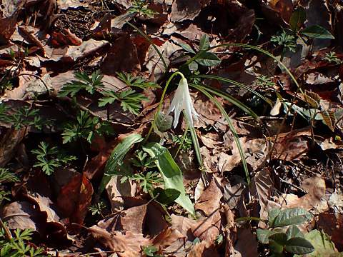 シロバナカタクリ