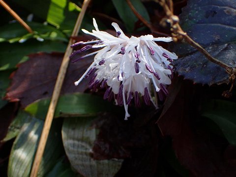シロバナショウジョウバカマ