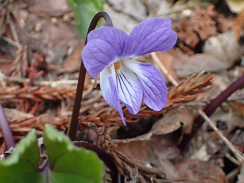 �X�~���T�C�V��