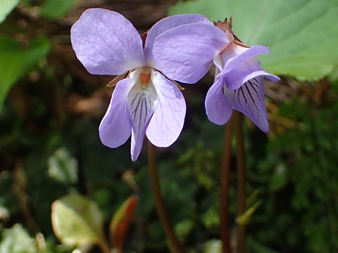 �X�~���T�C�V��