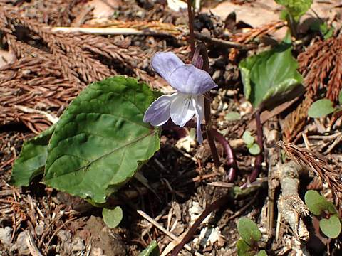 �X�~���T�C�V��