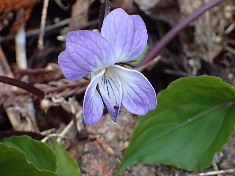 �X�~���T�C�V��