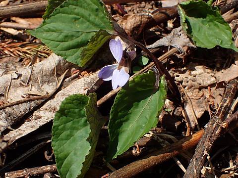 �X�~���T�C�V��