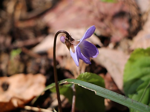 �X�~���T�C�V��