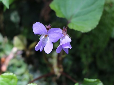 �X�~���T�C�V��