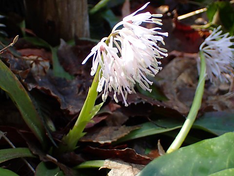ショウジョウバカマ