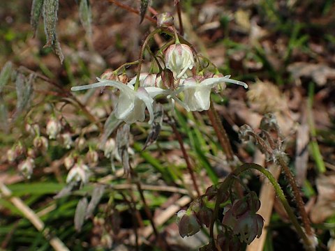 �g�L���C�J���\�E