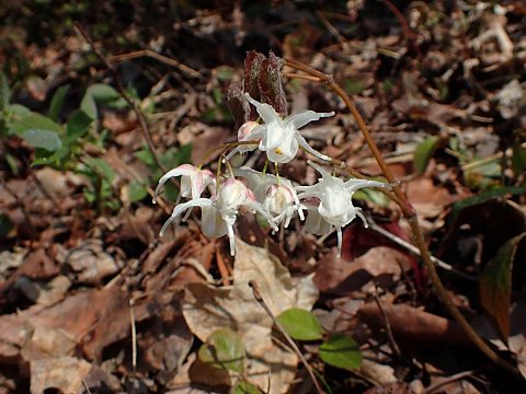 �g�L���C�J���\�E