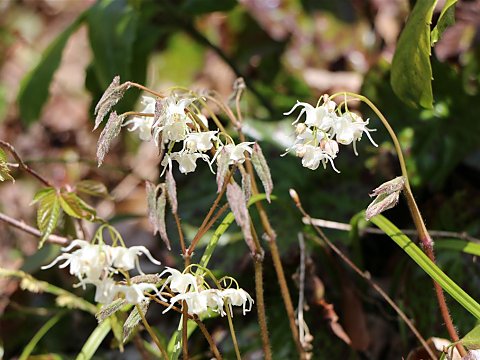 �g�L���C�J���\�E