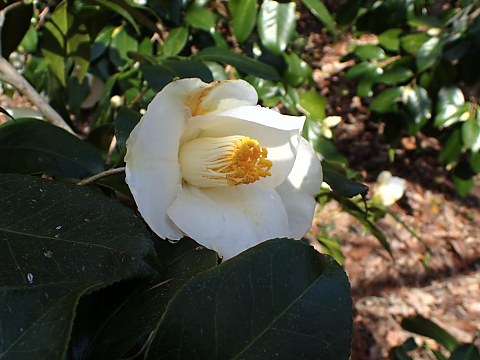 ユキツバキ
