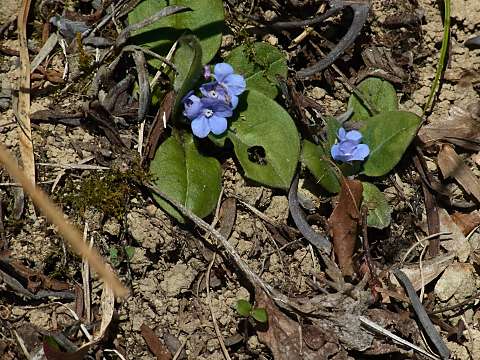 エチゴルリソウ