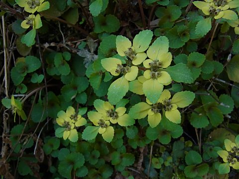 ホクリクネコノメソウ