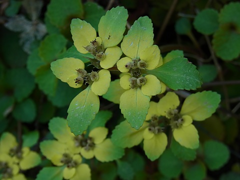 ホクリクネコノメソウ