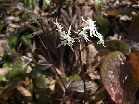 キクバオウレン