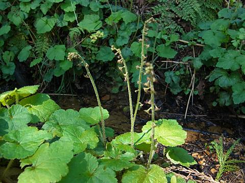 コシノチャルメロソウ