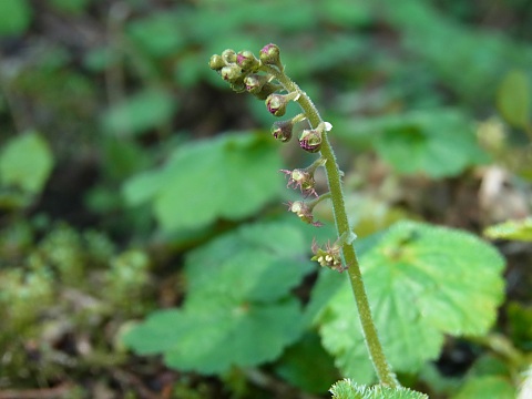 コシノチャルメロソウ