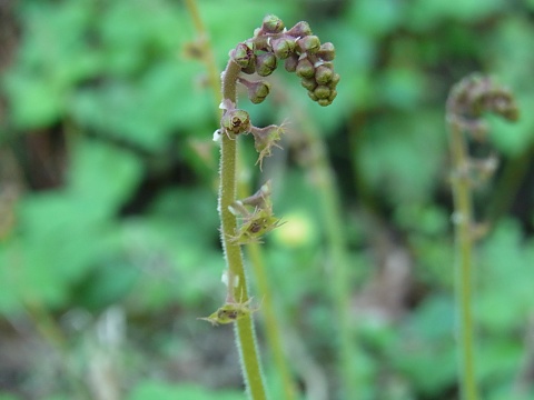 コシノチャルメロソウ