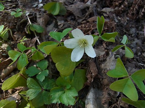 ミヤマカタバミ