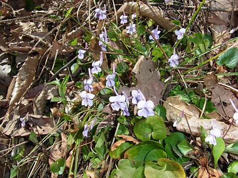 ナガハシスミレ