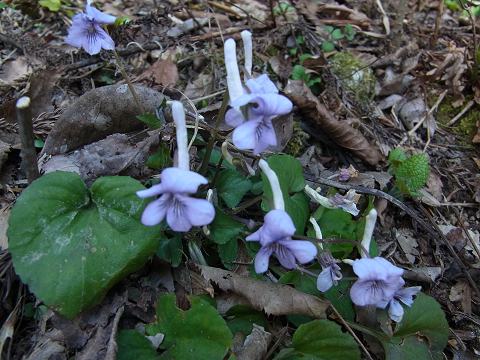 ナガハシスミレ