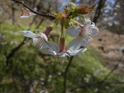 オクチョウジザクラ