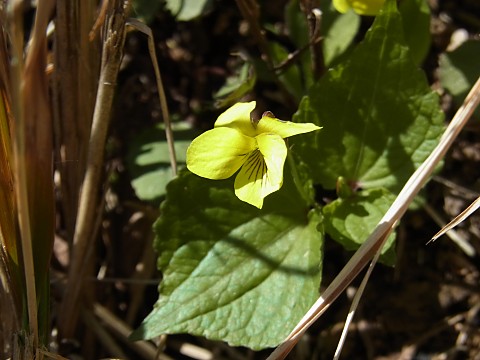 オオバキスミレ