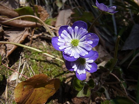 オオミスミソウ