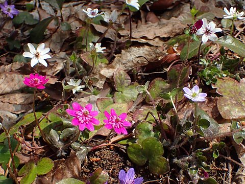 オオミスミソウ