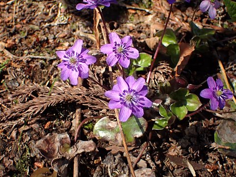 オオミスミソウ