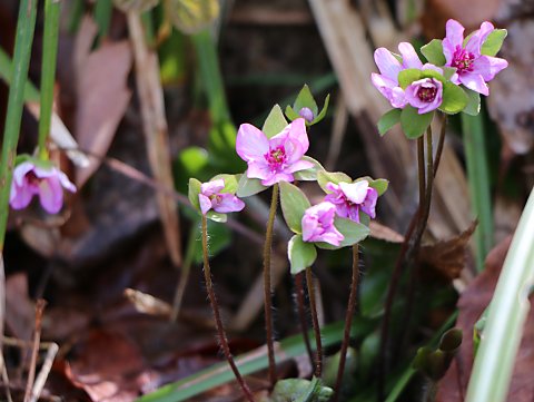 オオミスミソウ