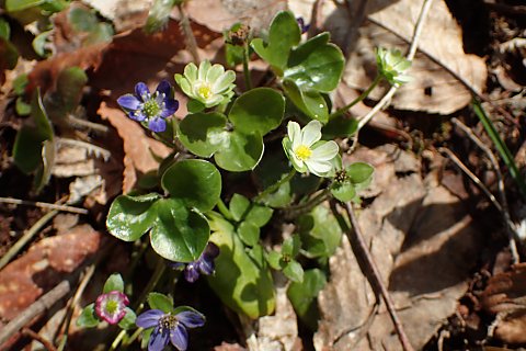 オオミスミソウ