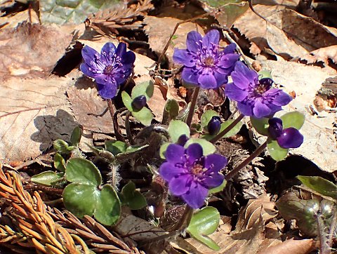 オオミスミソウ