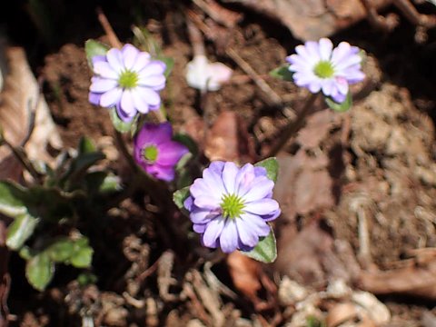 オオミスミソウ