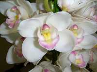 �V���r�W�E��